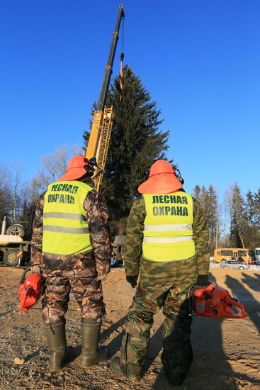 Cutting down the main holiday tree in Moscow suburbs
