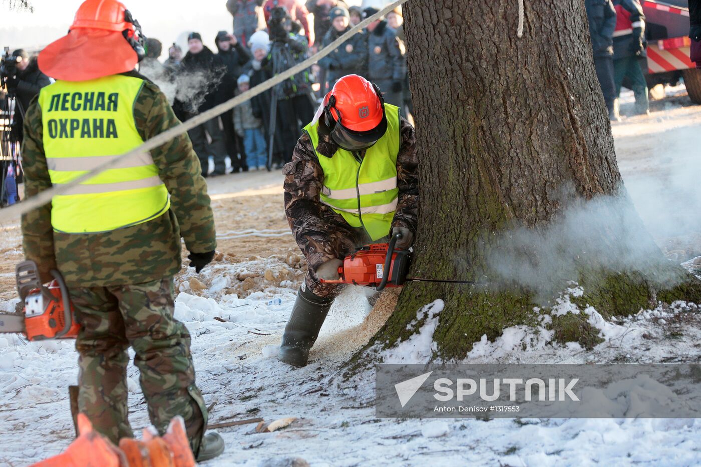 Cutting down the main holiday tree in Moscow suburbs