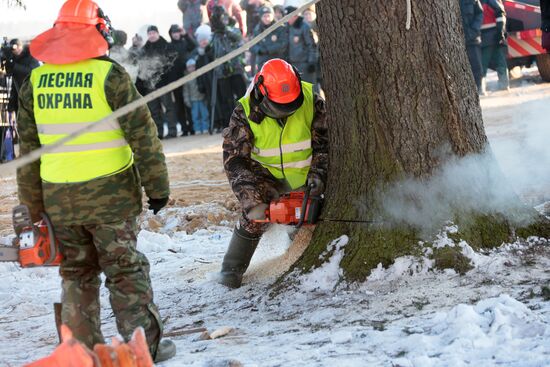 Cutting down the main holiday tree in Moscow suburbs