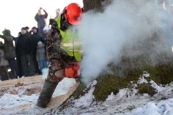Cutting down the main holiday tree in Moscow suburbs