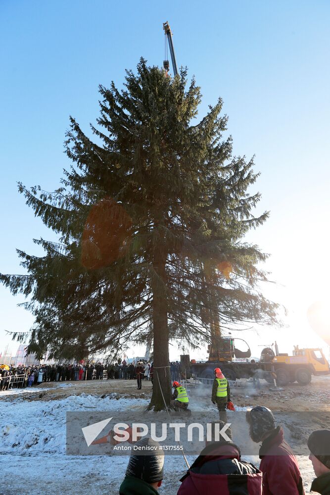 Cutting down the main holiday tree in Moscow suburbs