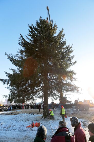 Cutting down the main holiday tree in Moscow suburbs