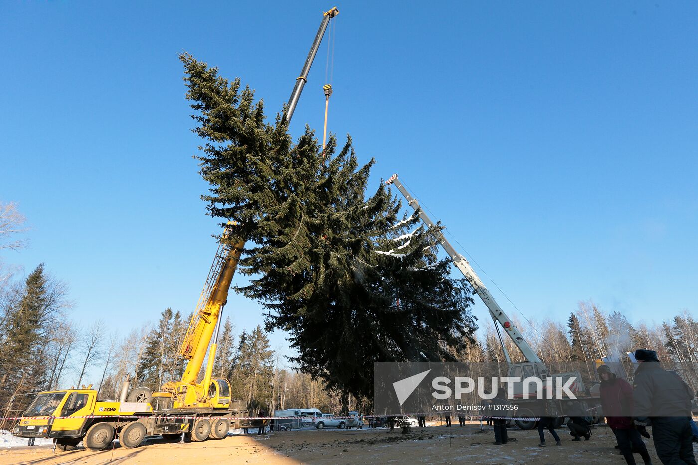 Cutting down the main holiday tree in Moscow suburbs