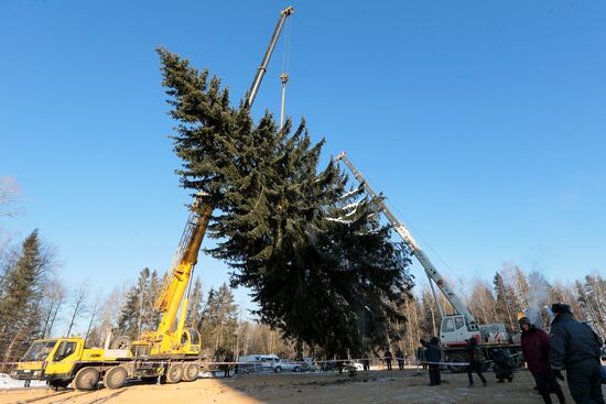 Cutting down the main holiday tree in Moscow suburbs