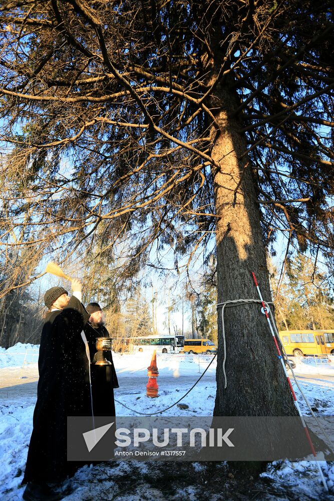 Cutting down the main holiday tree in Moscow suburbs