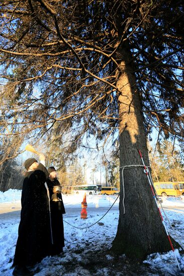 Cutting down the main holiday tree in Moscow suburbs