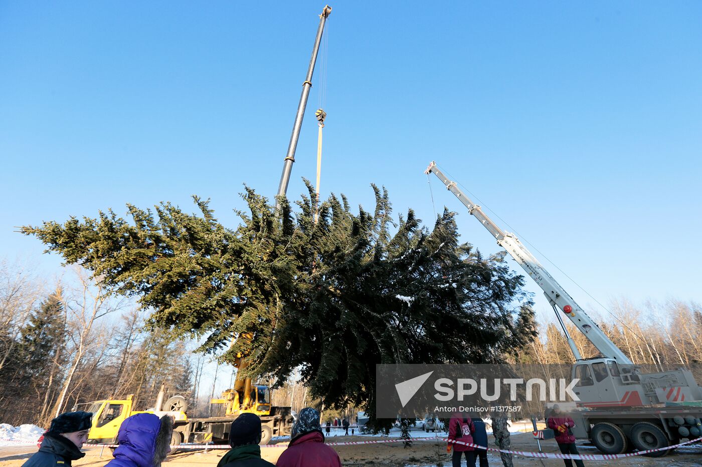 Cutting down the main holiday tree in Moscow suburbs