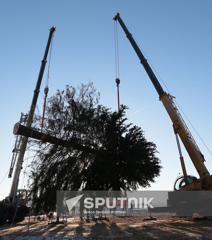 Cutting down the main holiday tree in Moscow suburbs