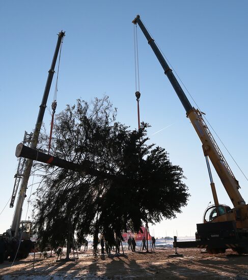 Cutting down the main holiday tree in Moscow suburbs