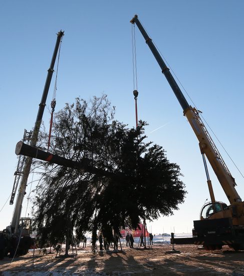 Cutting down the main holiday tree in Moscow suburbs