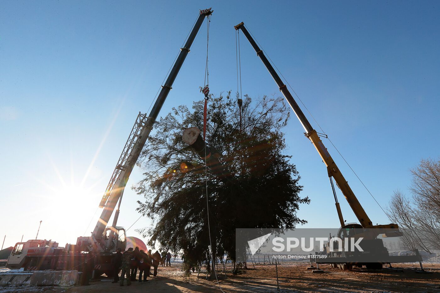 Cutting down the main holiday tree in Moscow suburbs