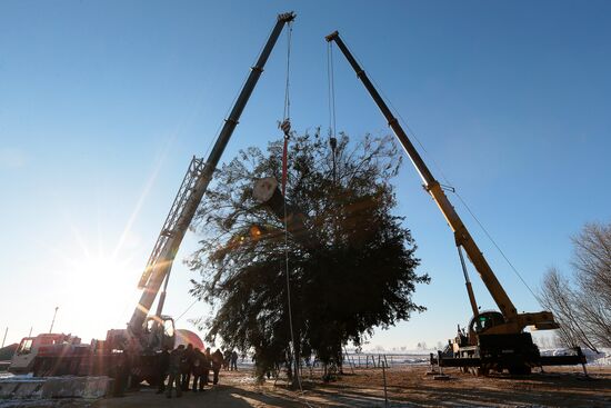 Cutting down the main holiday tree in Moscow suburbs