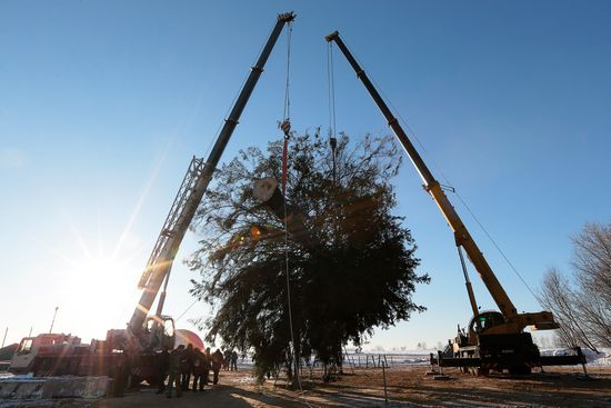Cutting down the main holiday tree in Moscow suburbs