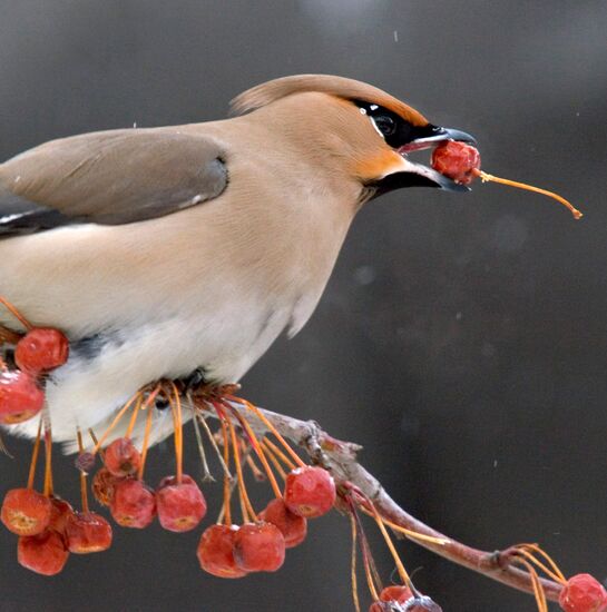 Waxbird