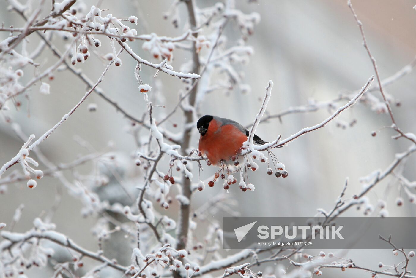 Severe frost hits Omsk