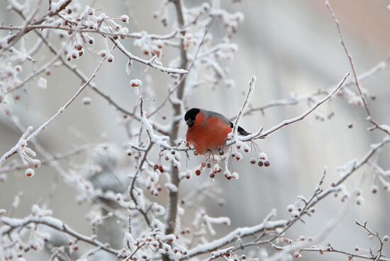 Severe frost hits Omsk