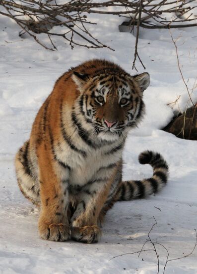 Tiger park opens in Primorye