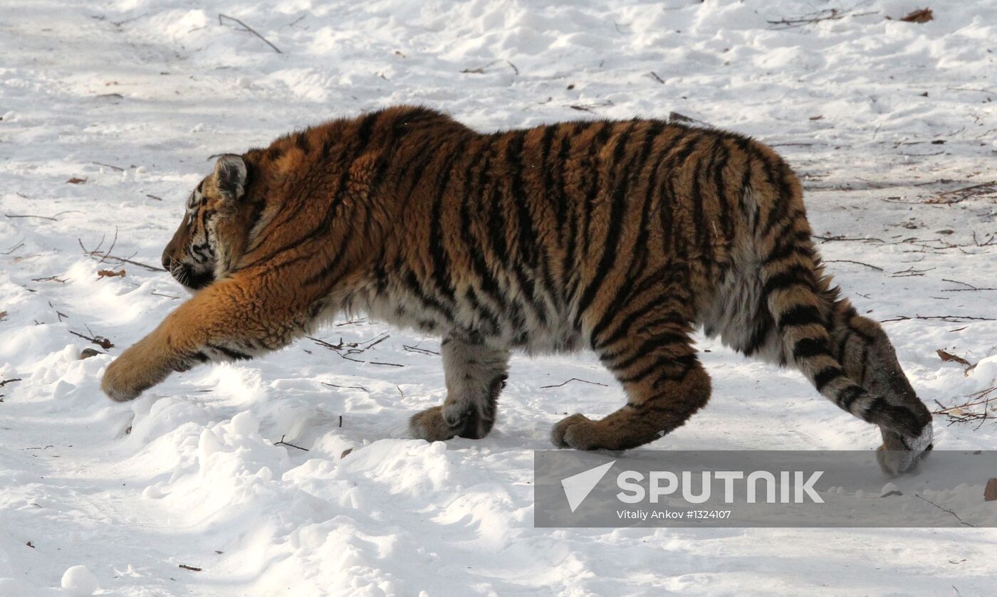 Tiger park opens in Primorye