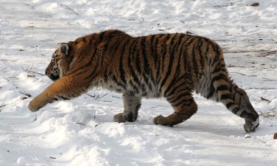 Tiger park opens in Primorye