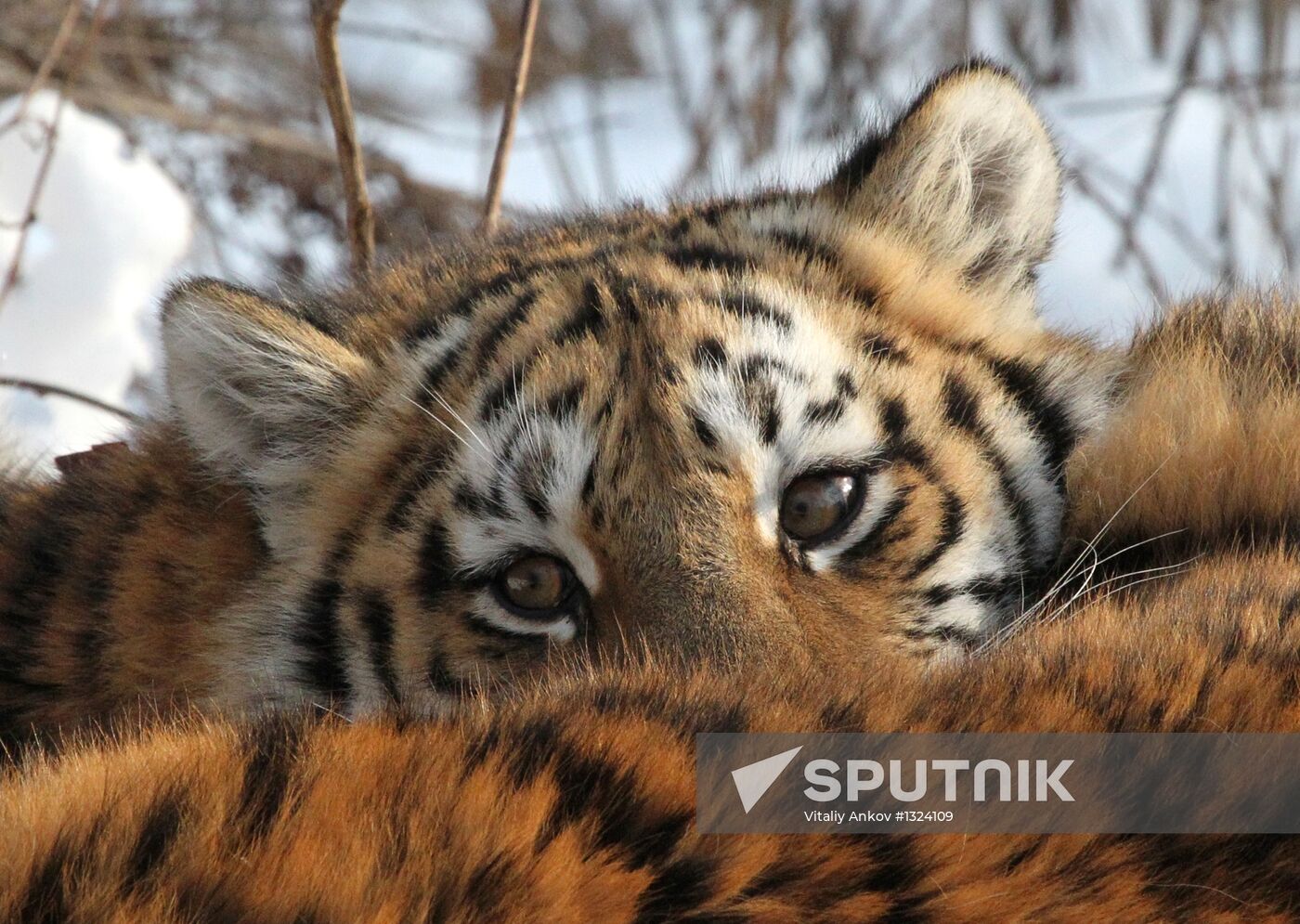 Tiger park opens in Primorye