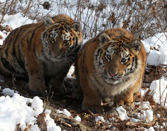 Tiger park opens in Primorye