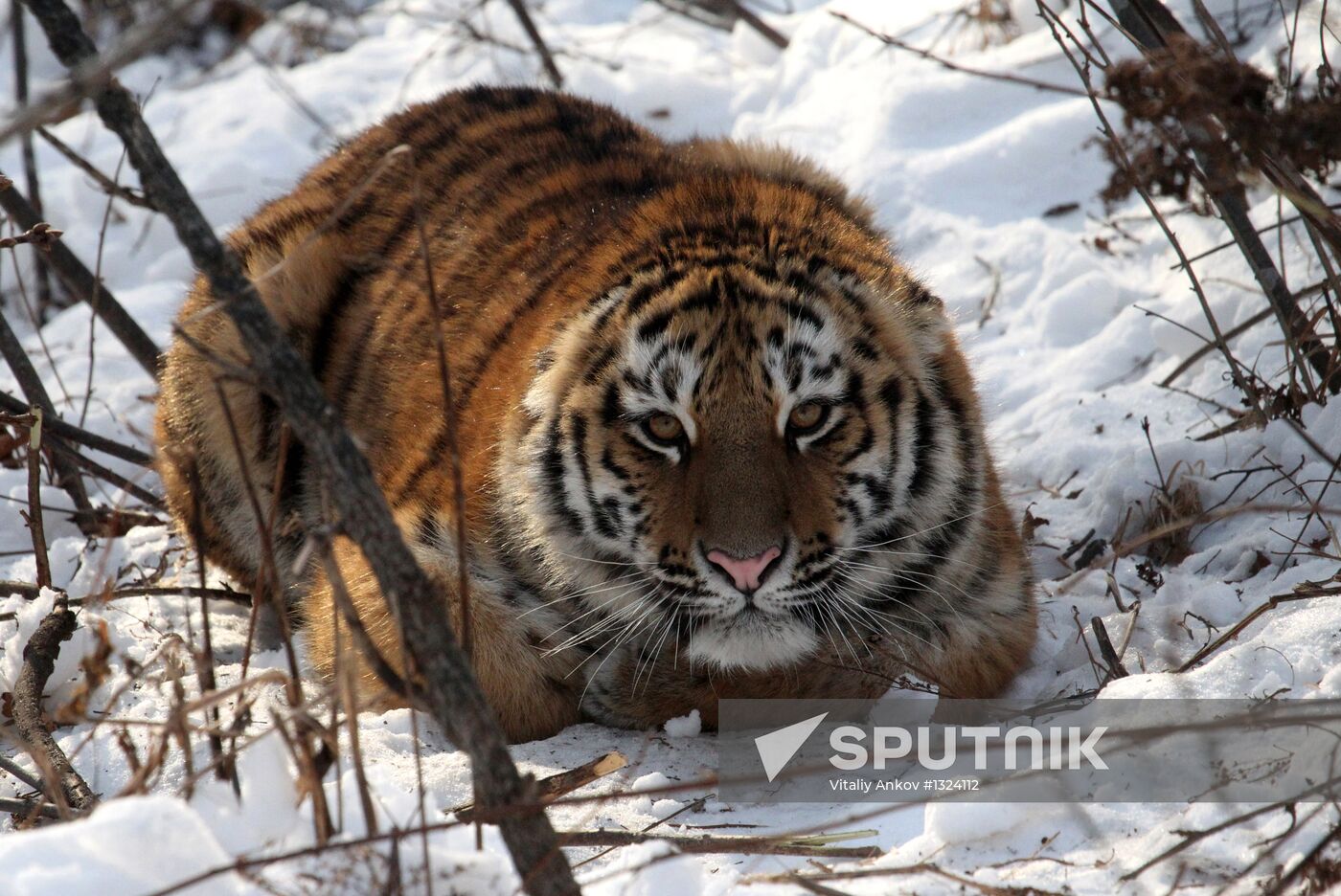 Tiger park opens in Primorye