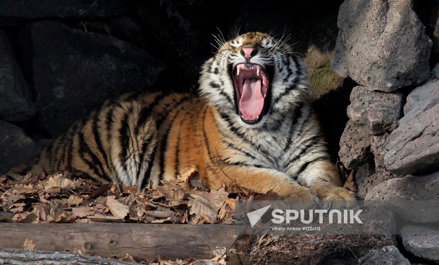 Tiger park opens in Primorye