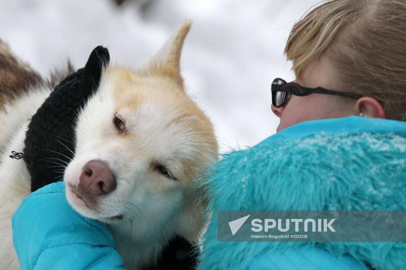 Altyn Chana 2013 sled dog races in Zelenodolsk