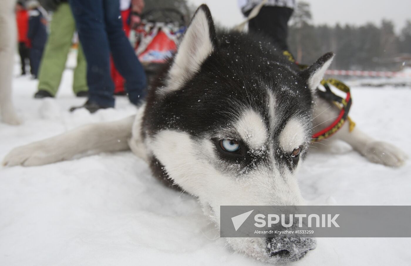 Dog sled Christmas Race - 2013