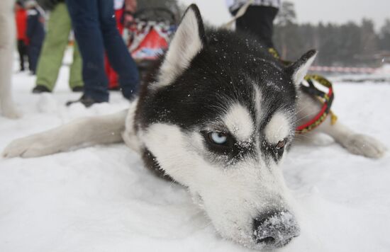 Dog sled Christmas Race - 2013
