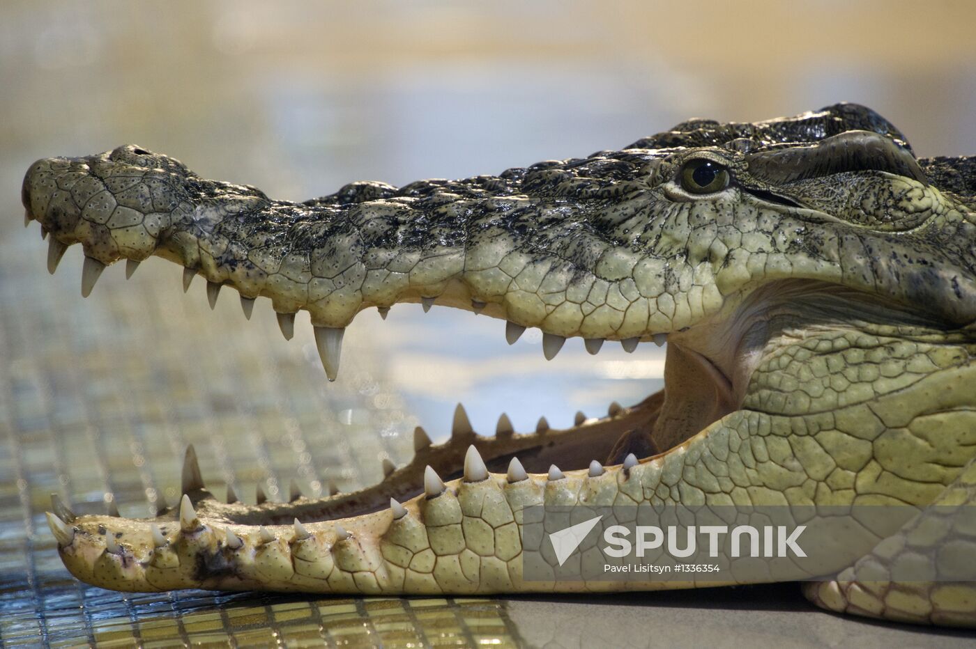 "Krokodilvil" zoo in Yekaterinburg