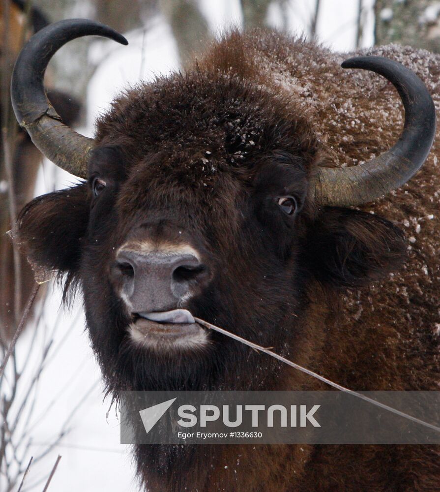 Bison nursery in Minsk region