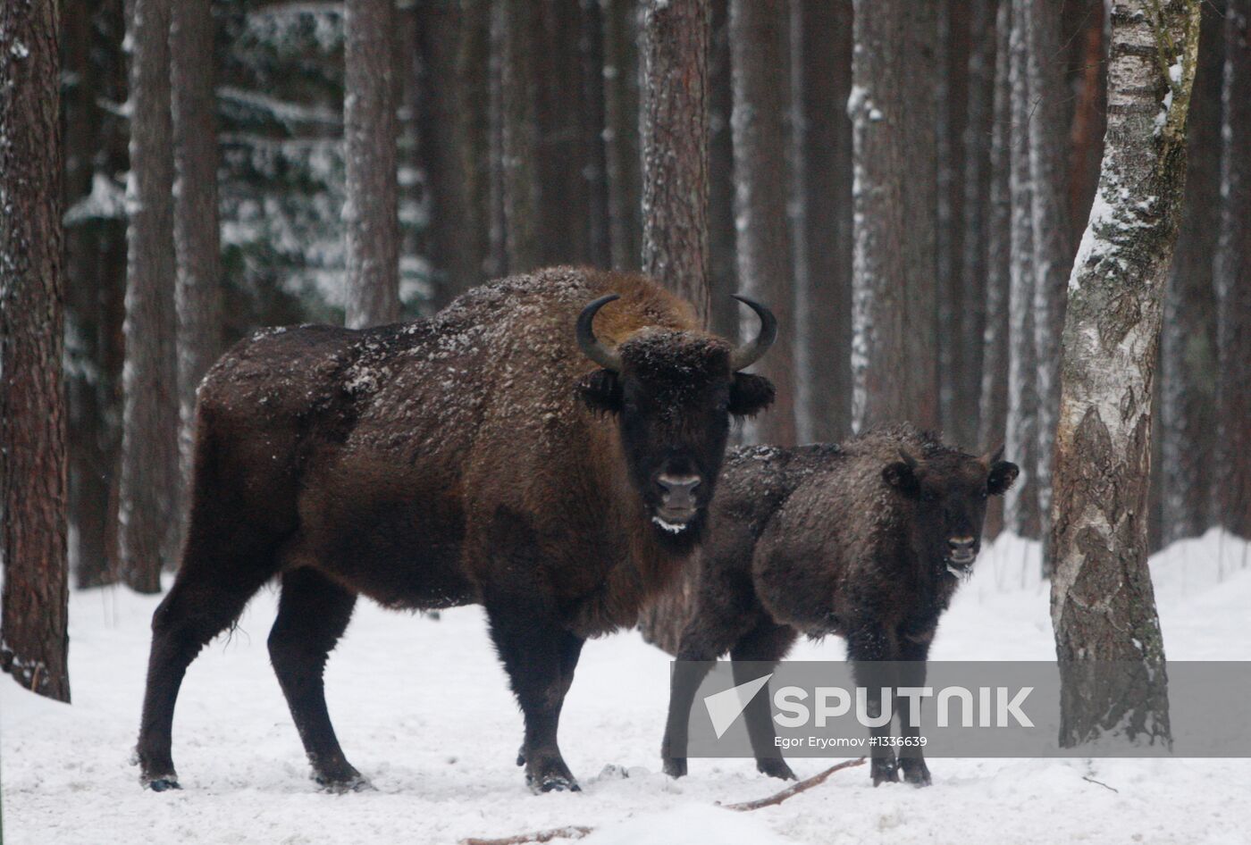 Bison nursery in Minsk region