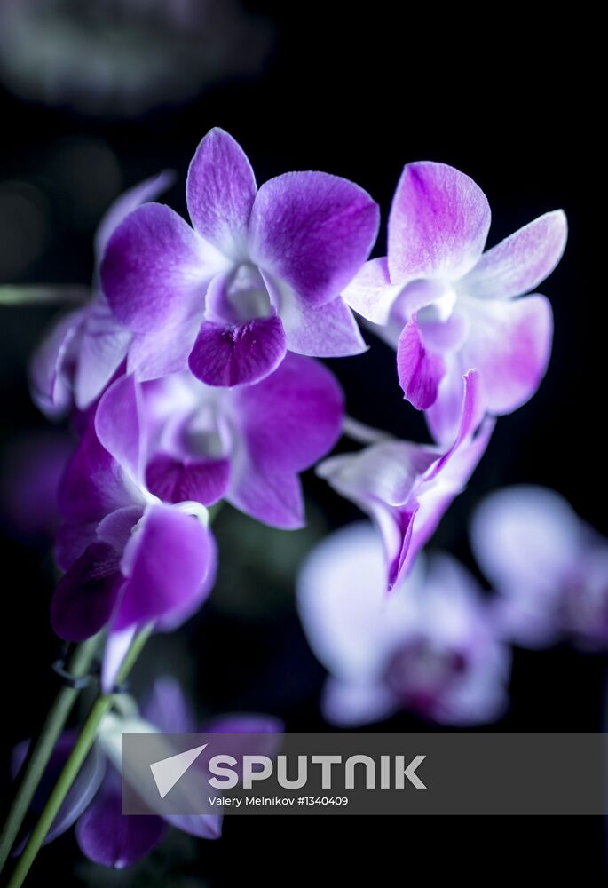 Orchids greenhouse in botanical garden of MSU