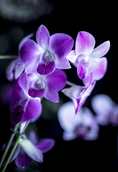 Orchids greenhouse in botanical garden of MSU