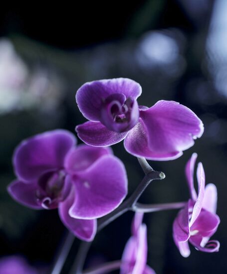 Orchids greenhouse in botanical garden of MSU