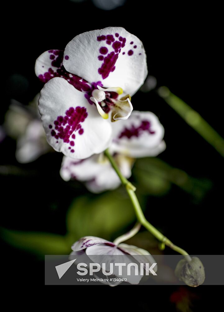 Orchids greenhouse in botanical garden of MSU