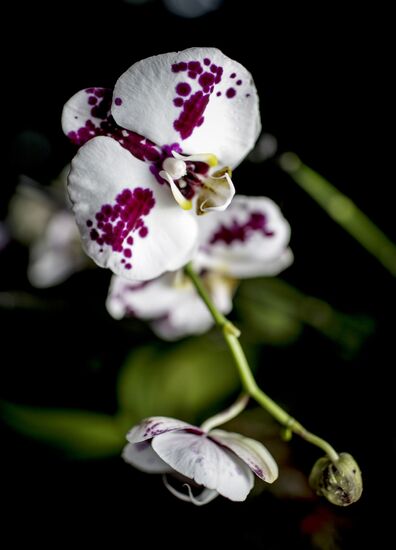 Orchids greenhouse in botanical garden of MSU