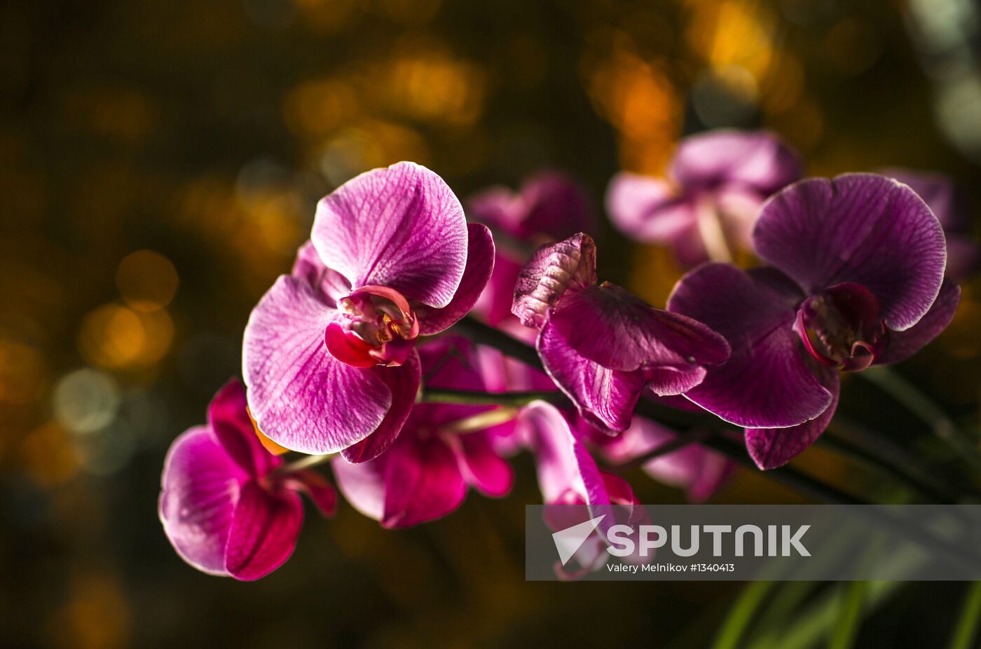 Orchids greenhouse in botanical garden of MSU