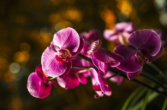 Orchids greenhouse in botanical garden of MSU