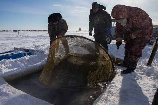 Navaga fishing in Sea of Okhotsk