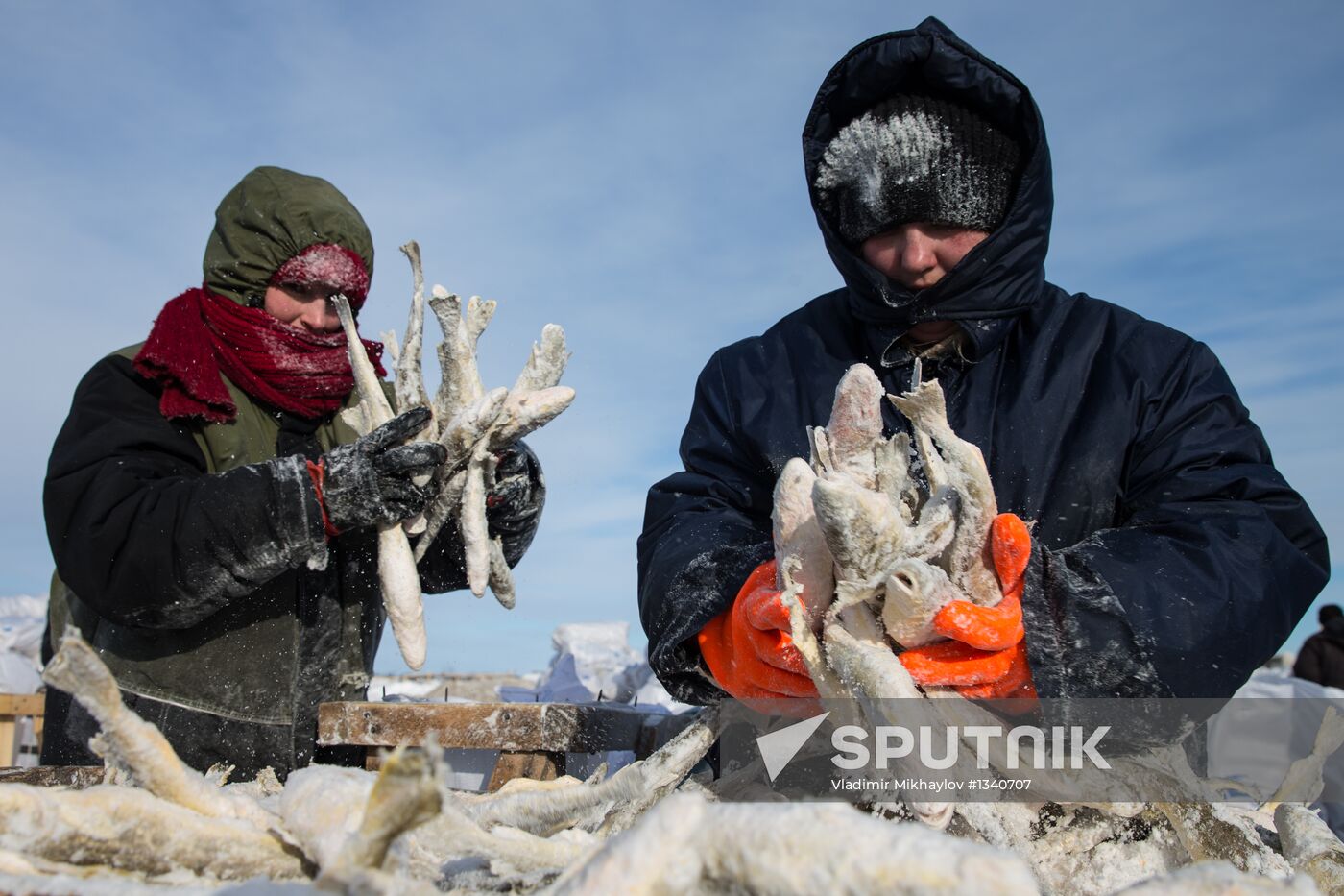 Navaga fishing in Sea of Okhotsk