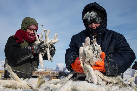 Navaga fishing in Sea of Okhotsk
