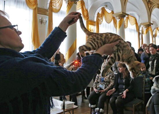 International cat show in Kaliningrad