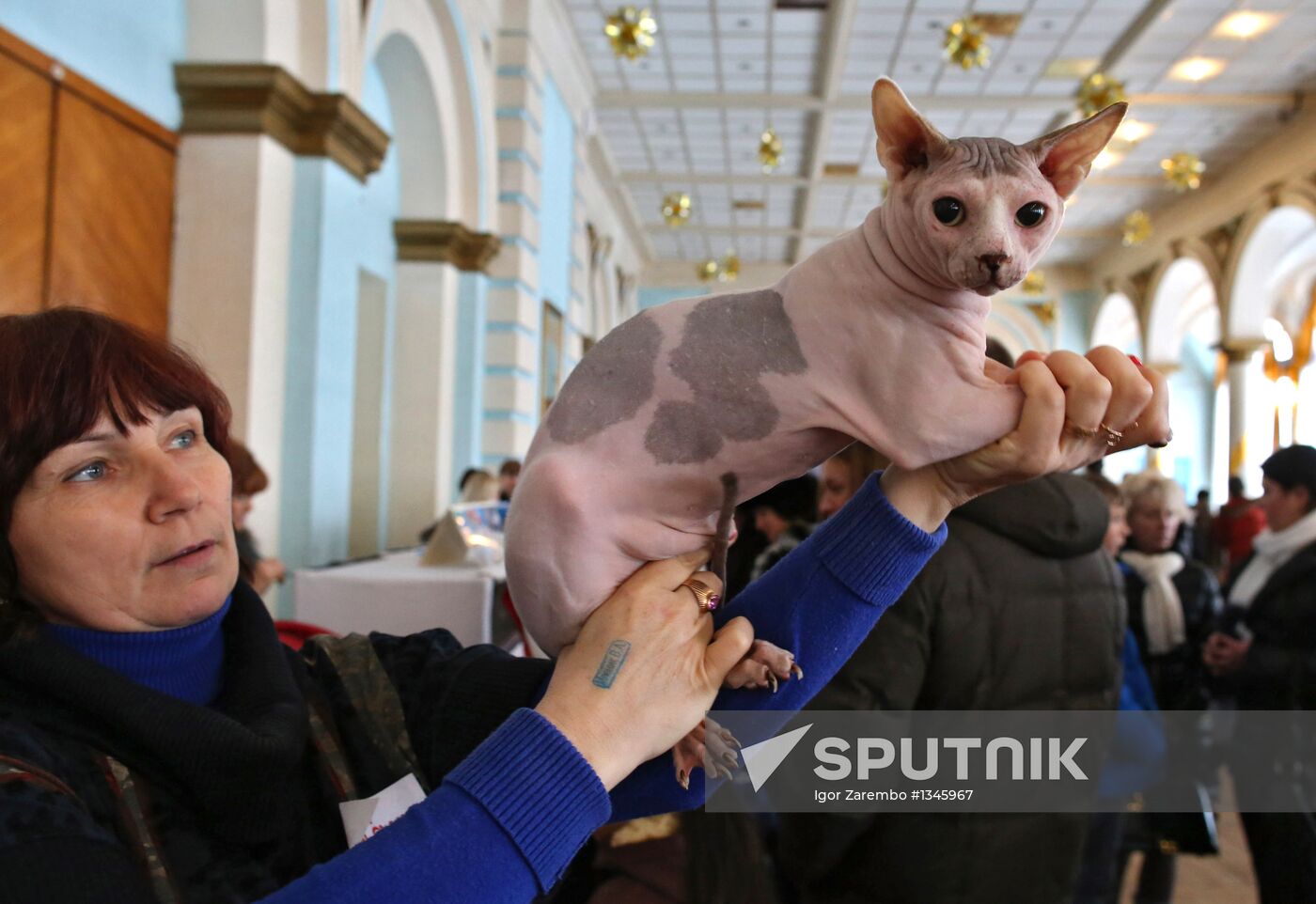 International cat show in Kaliningrad