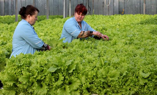 Work at Far East agricultural greenhouse