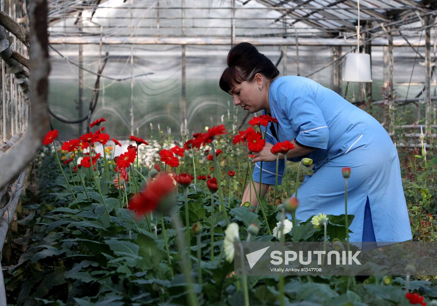 Work at Far East agricultural greenhouse