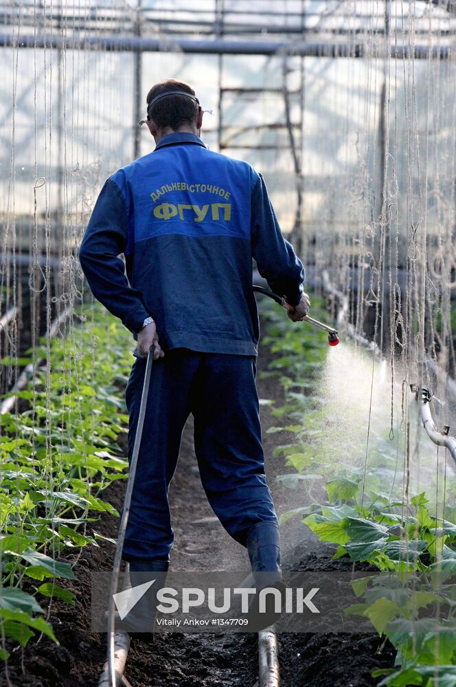 Work at Far East agricultural greenhouse