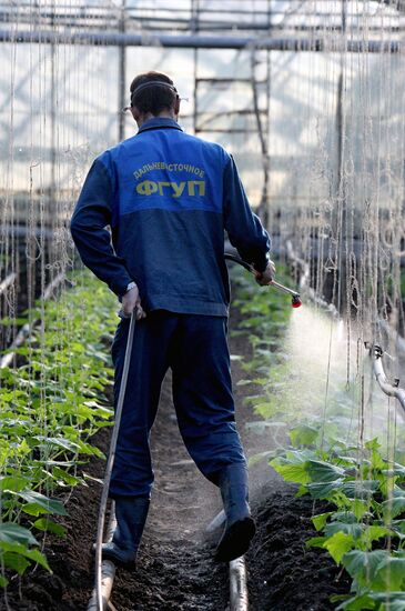 Work at Far East agricultural greenhouse