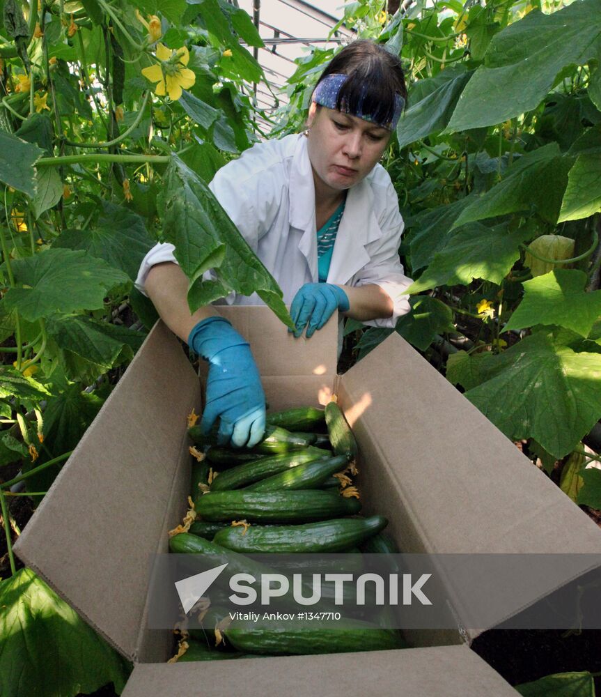 Work at Far East agricultural greenhouse